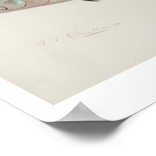 Vintage Fishes - Bonito ポスター (角)