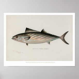 Vintage Fishes - Bonito ポスター