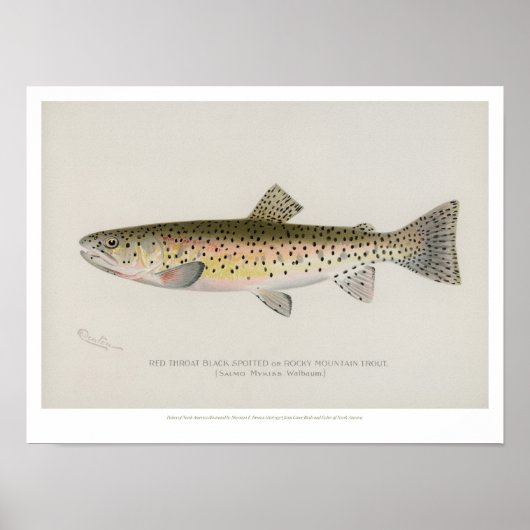 Vintage Fishes Poster - Rocky Mountain Trout ポスター (正面)