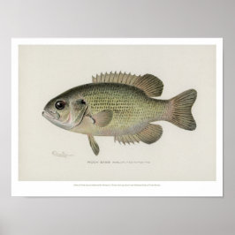 Vintage Fishes - Rock Bass Fish - Poster ポスター
