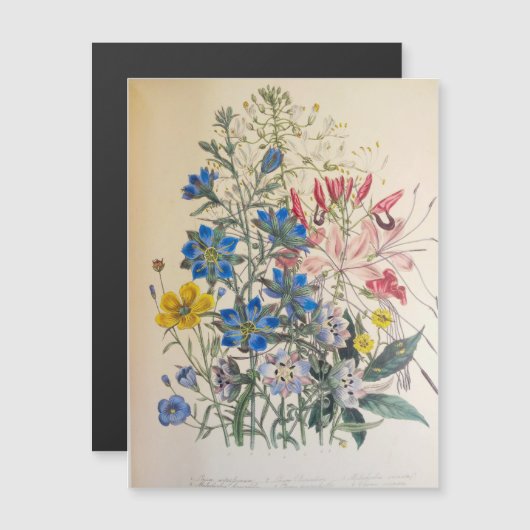 Vintage Flax and Cleome Botanical Illustration (正面/裏面)