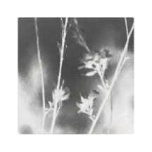 Vintage Flowers Minimalist Black & White Nature 