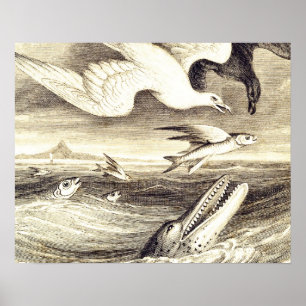 Vintage Flying Fish & Sea Bird Engraving - Custom ポスター