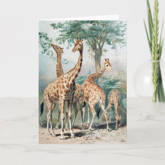 Vintage Four Giraffes 1900's Book Illustration カード (正面)