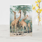 Vintage Four Giraffes 1900's Book Illustration カード (黄色い花)
