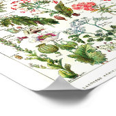 Vintage French Botanical Poster ポスター (角)