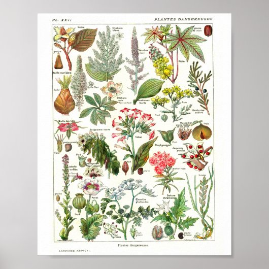 Vintage French Botanical Poster ポスター (正面)