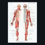Vintage French Human Anatomy Chart ポスター<br><div class="desc">Vintage French Human Anatomy Chart</div>