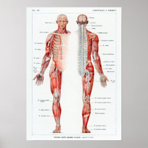 Vintage French Human Anatomy Chart ポスター