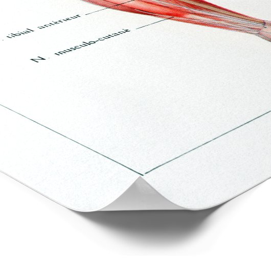 Vintage French Human Anatomy Chart ポスター (角)