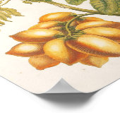 Vintage Fruit Plant With Butterflies Art ポスター (角)