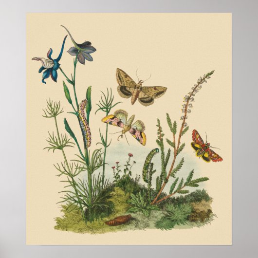 Vintage Garden Insects, Butterflies, Caterpillars ポスター (正面)