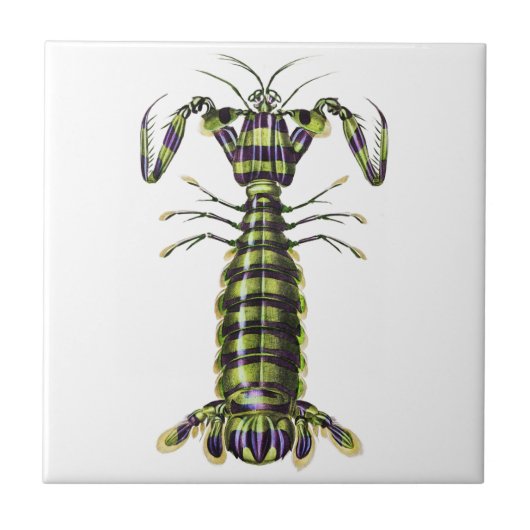Vintage Giant Mantis Shrimp Marine Art Print タイル (正面)