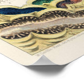 Vintage Great Barrier Reef Molluscs and Planarians ポスター (角)