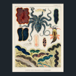 Vintage Great Barrier Reef Molluscs and Planarians ポスター<br><div class="desc">Barrier Reef Molluscs and Planarians from The Great Barrier Reef of Australia (1893) by William Saville-Kent (1845-1908).</div>