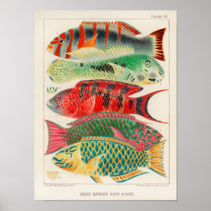 Vintage Great Barrier Reef of Australia Fishes ポスター