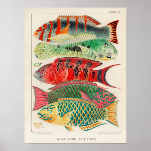 Vintage Great Barrier Reef of Australia Fishes ポスター (正面)