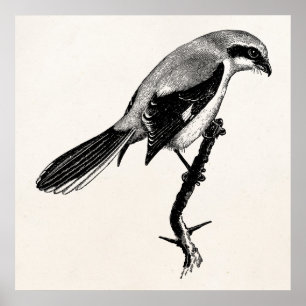 Vintage Great Grey Shrike Bird Illustration ポスター