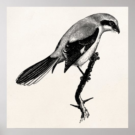 Vintage Great Grey Shrike Bird Illustration ポスター (正面)