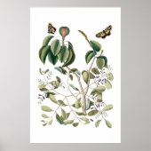 vintage green botanical poster ポスター (正面)
