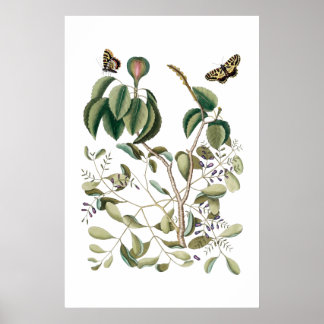 vintage green botanical poster ポスター