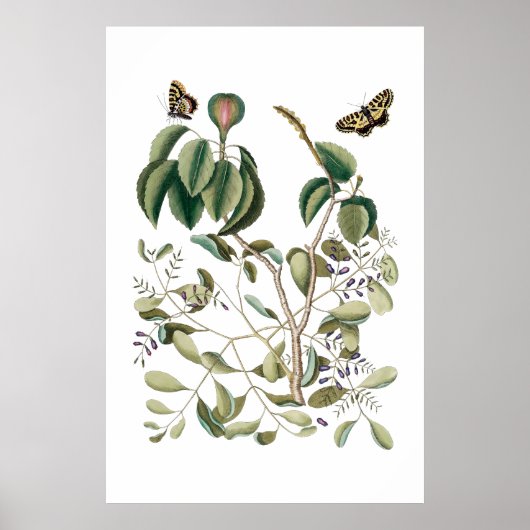 vintage green botanical poster ポスター (正面)