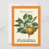 Vintage Greetings from Florida Orange Fruit  (正面)