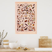 VIntage historic 1920   Insects ポスター (キッチン)