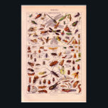 VIntage historic 1920   Insects ポスター<br><div class="desc">Historic,  replica VIntage images 1920,  Quillet,  french publication</div>
