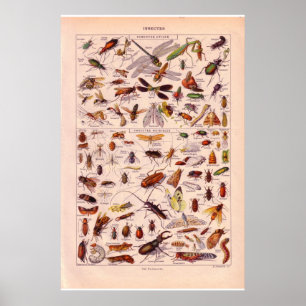VIntage historic 1920 Insects ポスター