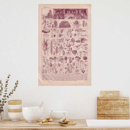 VIntage historic 1920  Mushrooms ポスター (キッチン)