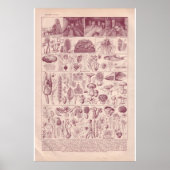 VIntage historic 1920 Mushrooms ポスター (正面)