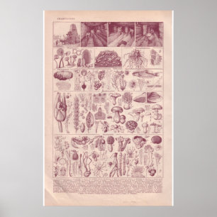 VIntage historic 1920 Mushrooms ポスター