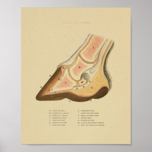 Vintage Horse Foot Hoof Anatomy Print 1873 ポスター