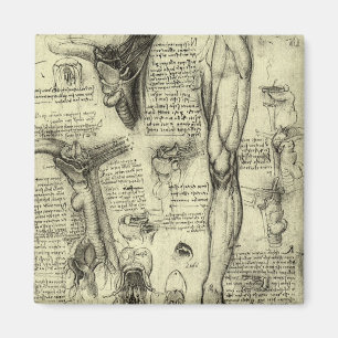 Vintage Human Anatomy Larynx Leg Leonardo da Vinci マグネット