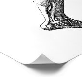 Vintage Human Anatomy, Male Body Muscles ポスター (角)