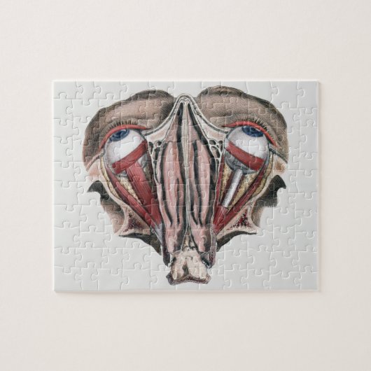 Vintage Human Anatomy Science, Eyeballs Eyes ジグソーパズル (横)