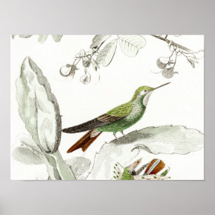 Vintage Hummingbird Illustration - 1800's Birds ポスター