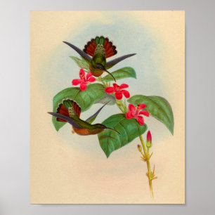 Vintage Hummingbird Print Red Flowers ポスター