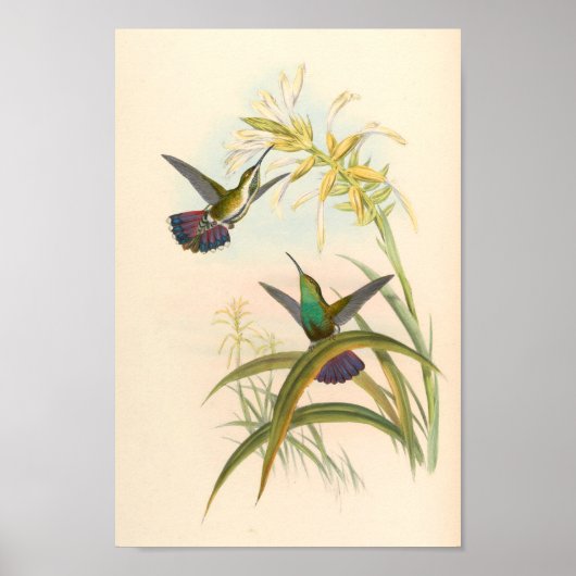 Vintage Hummingbirds Art Bird Print Flowers ポスター (正面)