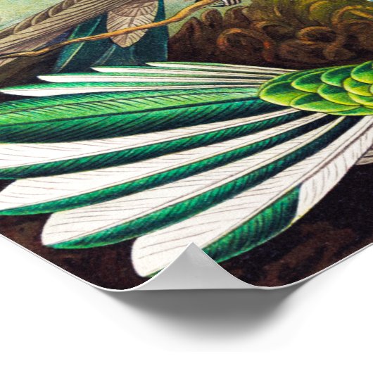 Vintage Hummingbirds by Ernst Haeckel ポスター (角)