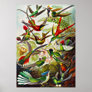 Vintage Hummingbirds by Ernst Haeckel ポスター