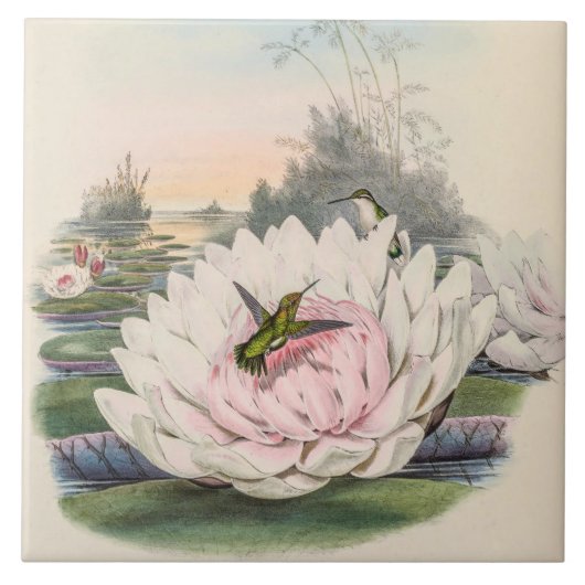 Vintage Hummingbirds by John Gould タイル (正面)