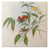 Vintage Hummingbirds by John Gould タイル (正面)
