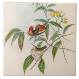 Vintage Hummingbirds by John Gould タイル