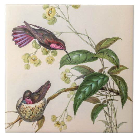 Vintage Hummingbirds by John Gould タイル (正面)