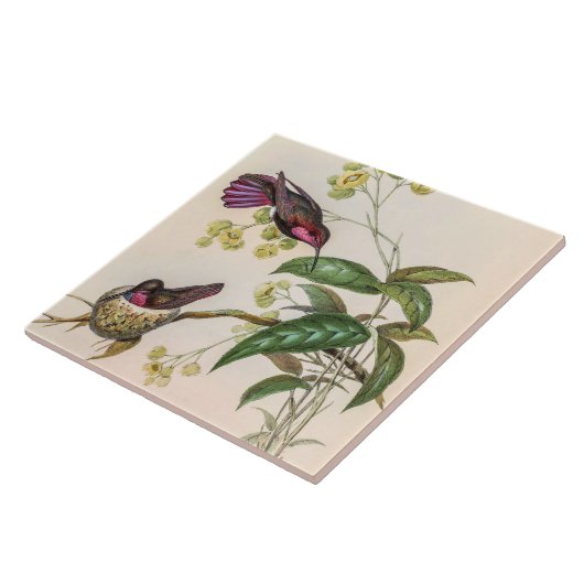 Vintage Hummingbirds by John Gould タイル (側面)