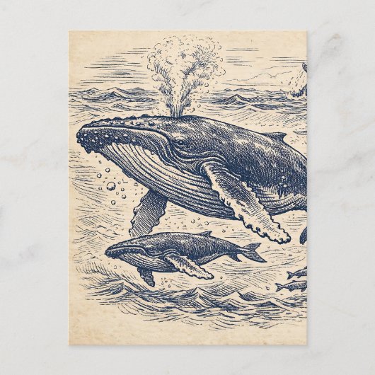 Vintage Humpback Whale Pod Engraving ポストカード (正面)