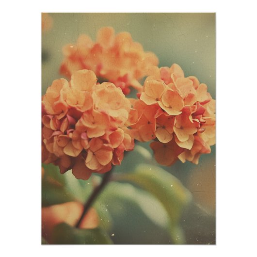 Vintage Hydrangea Bloom - Warm Tones Film Texture ポスター (正面)