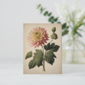 Vintage Illustration of a Dahlia  ポストカード (スタンド正面)